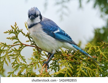 A Blue Jay Close Up In A Cedar Tree.