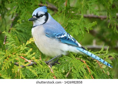 A Blue Jay Close Up In A Cedar Tree.