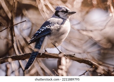 Blue Jay Close Up In Tree.