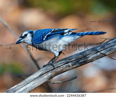 Blue Jay close-up perched on a branch with a blur forest background in the forest environment and habitat surrounding displaying blue feather plumage wings. Picture. Portrait. ストックフォト © 