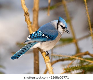 Blue Jay close-up side view, perched on a tree branch with blur background in its environment and habitat surrounding. Jay picture. Jay Portrait.