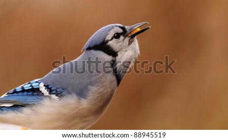 Blue jay with corn in its craw and beak
