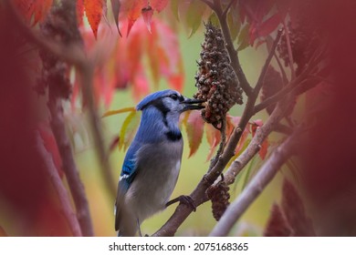 Blue Jay (Cyanocitta Cristata) In Autumn