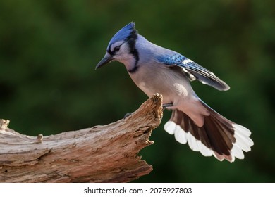Blue Jay (Cyanocitta Cristata) In Autumn
