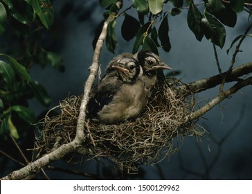 Blue Jay Nest Hd Stock Images Shutterstock