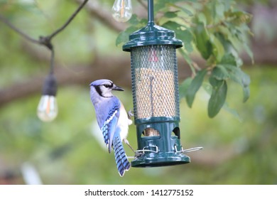 Squirrel Proof Bird Feeder High Res Stock Images Shutterstock