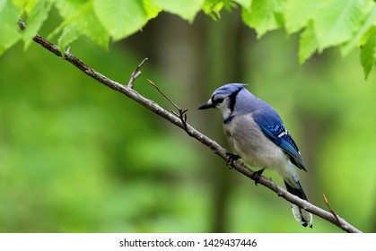 Oiseau De Geai Images Stock Photos Vectors Shutterstock