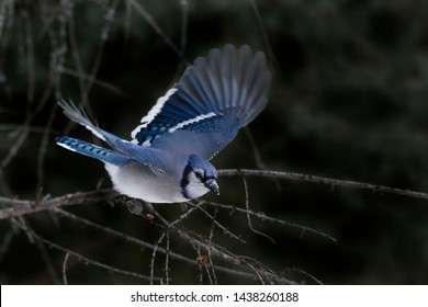 A Blue Jay, Cyanocitta Cristata, Flying