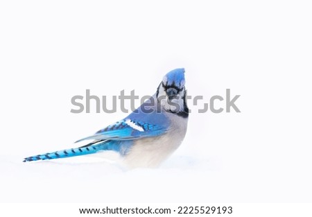 Blue Jay (Cyanocitta cristata) isolated on white background in the snow searching for food in a Canadian winter.