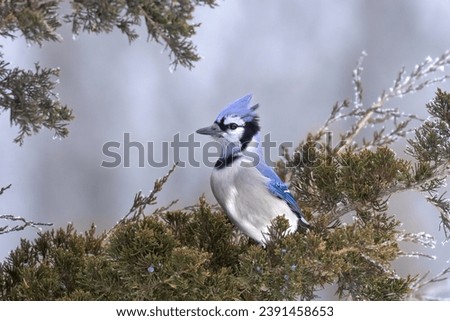 Blue Jay (Cyanocitta cristata) on a Blue Day. Bright and vibrant corvid perches in a Yew Tree on cold gray winter morning. Stark green branches with small juniper berries