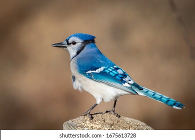 Blue Jay Bird Images Stock Photos Vectors Shutterstock