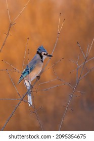 Blue Jay (Cyanocitta Cristata) Perched On A Branch At Sunrise On A Canadian Winter Day.