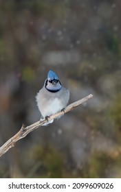 Blue Jay (Cyanocitta Cristata) Perched On A Branch In A Canadian Winter.