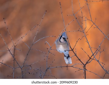 Blue Jay (Cyanocitta Cristata) Perched On A Branch At Sunrise On A Canadian Winter Day.