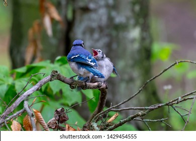 Baby Blue Jay Images Stock Photos Vectors Shutterstock