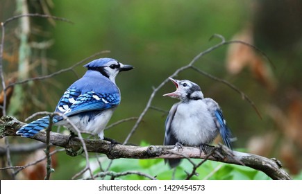 Bluejay Bird Images Stock Photos Vectors Shutterstock