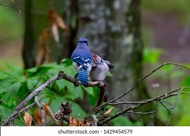 Baby Blue Jay Images Stock Photos Vectors Shutterstock