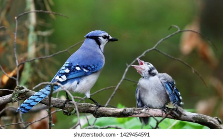 Baby Blue Jay Images Stock Photos Vectors Shutterstock