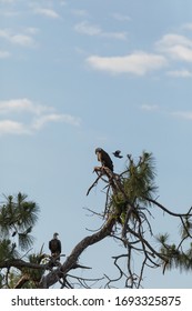 Blue Jay Dive Bombs A Mated Pair Of Bald Eagle Haliaeetus Leucocephalus Birds Of Prey On A Cypress Tree In Fort Myers, Florida