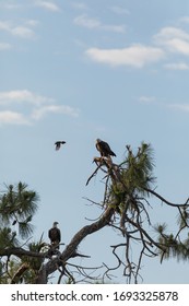 Blue Jay Dive Bombs A Mated Pair Of Bald Eagle Haliaeetus Leucocephalus Birds Of Prey On A Cypress Tree In Fort Myers, Florida