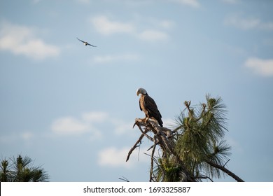 Blue Jay Dive Bombs A Mated Pair Of Bald Eagle Haliaeetus Leucocephalus Birds Of Prey On A Cypress Tree In Fort Myers, Florida