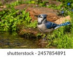 Blue Jay drinking from a stream