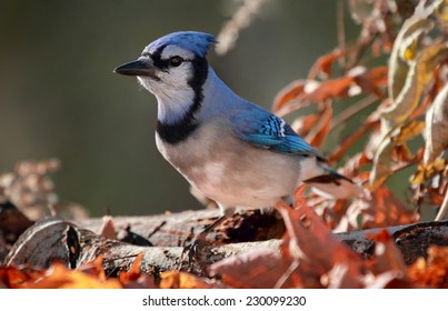 Blue Jay During Autumn