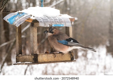 Blue jay eating from bird feeder on winter day