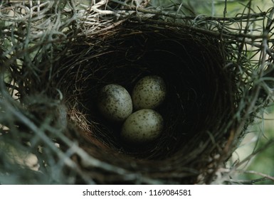 Blue Jay Eggs In Nest (Cyanocitta Cristata)