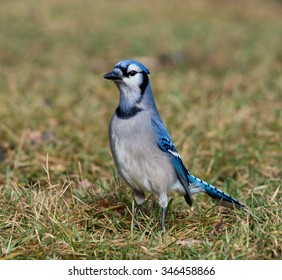 Blue Jay  in Fall - Shutterstock ID 346458866
