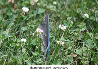 Blue Jay Feather In Clover