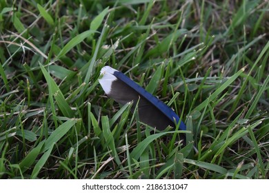 Blue Jay Feather In Grass