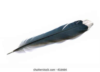 A Blue Jay Feather On White Background