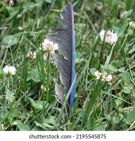 Blue Jay Feather With Some Clovers