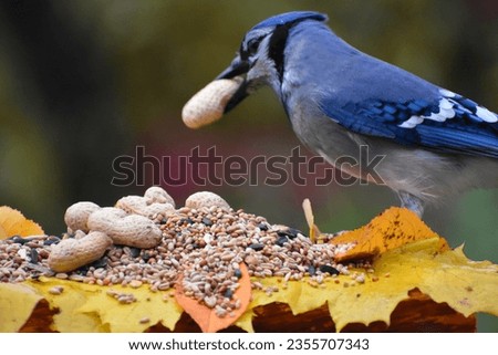 A blue jay at the feeder in the fall