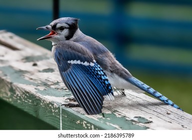 A Blue Jay Fledgling on a Fence