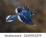 A Blue Jay in Flight