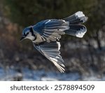 A Blue Jay in Flight