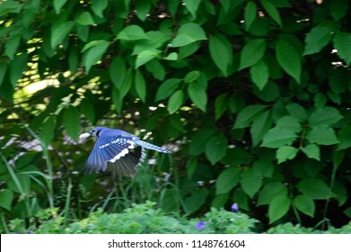 Blue Jay Flight