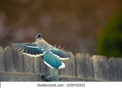 Blue Jay In Flight