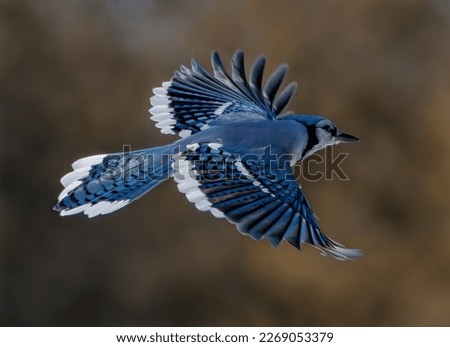 A Blue Jay in Flight ストックフォト © 