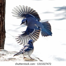 Blue Jay In Flight In The Snow