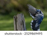 Blue Jay in flight with wings spread