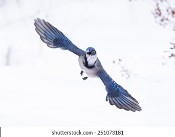Blue Jay In Flight In Winter