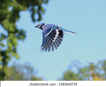 Blue Jay Flying Images Stock Photos Vectors Shutterstock