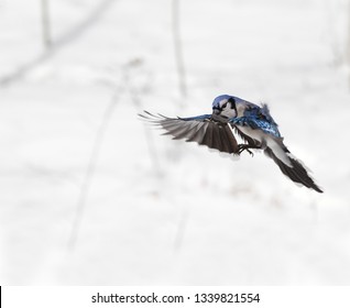 Blue Jay Flying In The Air In Winter