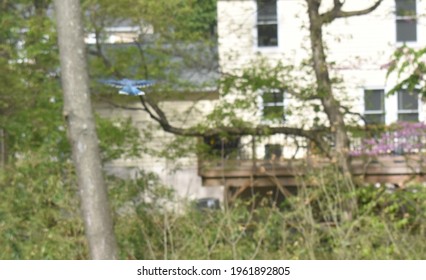 Blue Jay Flying Away In A Suburban Backyard