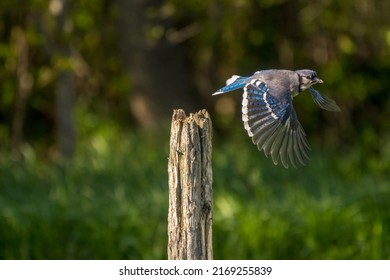 Blue Jay Flying Off A Post