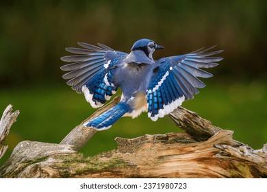 Blue Jay flying onto a branch