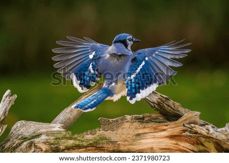 Blue Jay flying onto a branch